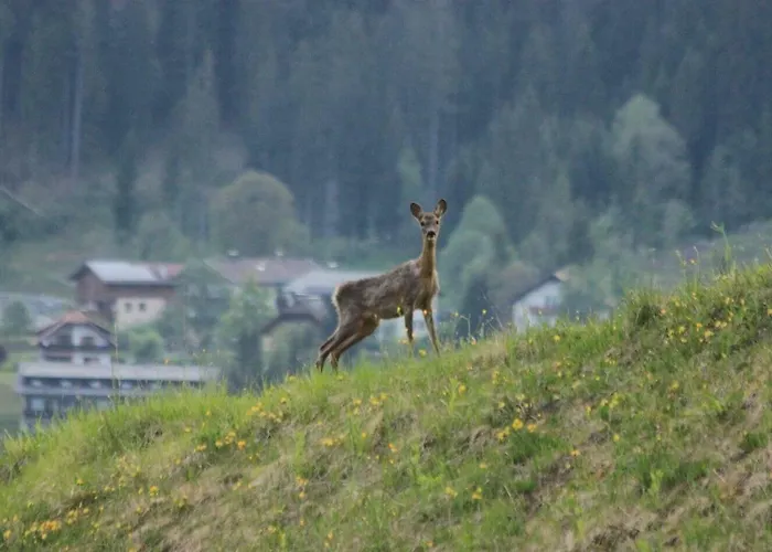 Holunder וויסבריאך